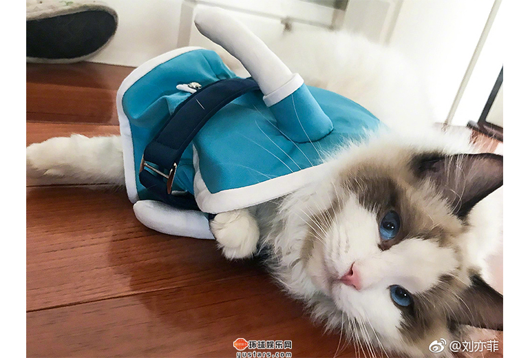 刘亦菲家猫咪“安娜”身穿空姐服躺在地板上，姿势妖娆