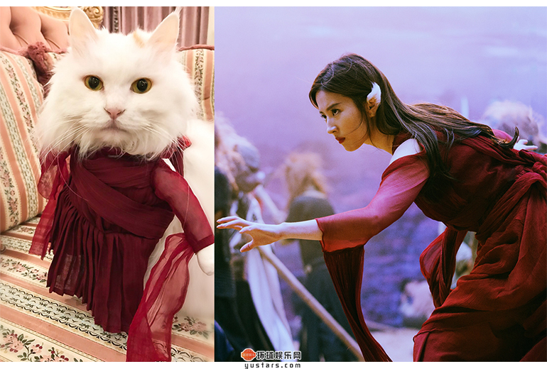 刘亦菲家猫咪“嗲嗲”身穿白纤楚同款红纱长裙