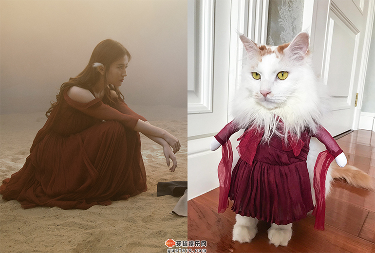 刘亦菲家猫咪“花花”身穿白纤楚同款红纱长裙