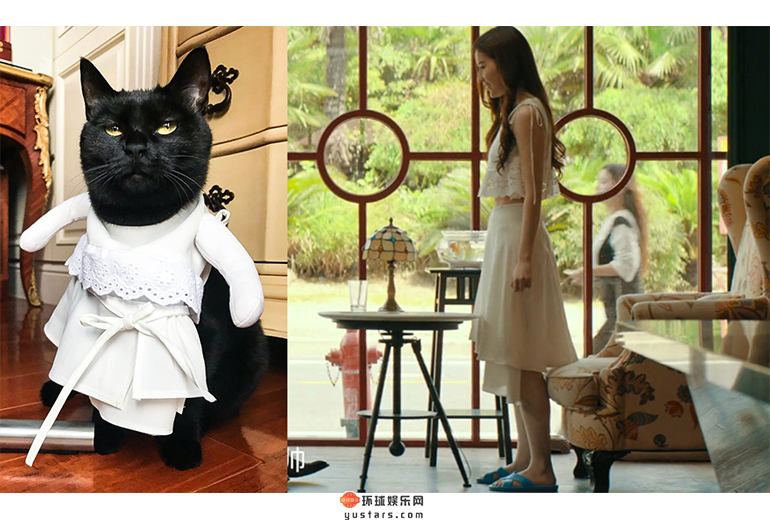 刘亦菲家猫咪“小黑”身穿白纤楚同款白色套裙