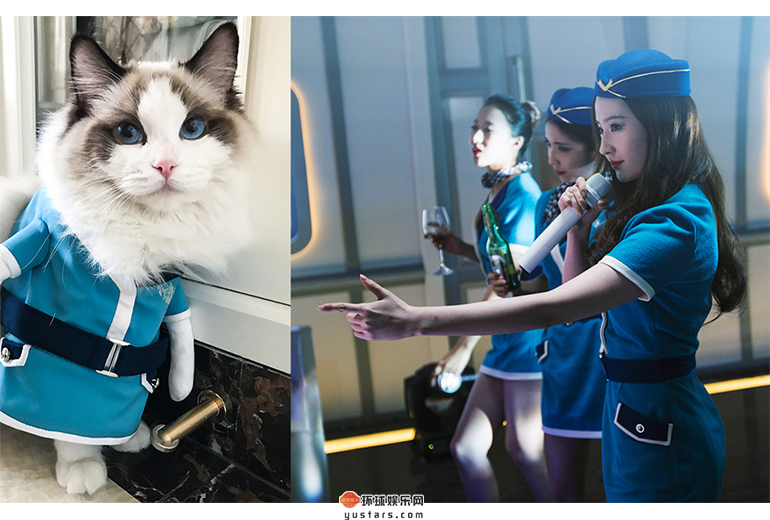 刘亦菲家猫咪“安娜”身穿白纤楚同款空姐服